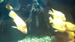 Цихлазома цитроновая