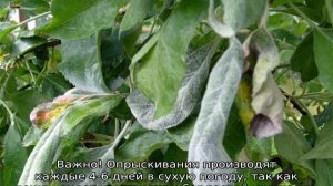 Мучнистая роса на яблоне: как бороться