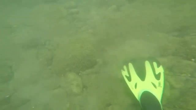 Сочи дайвинг морская флора и фауна смотреть онлайн