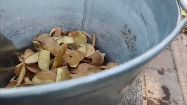 Бесплатная подкормка смородины и крыжовника. Удобрение из картофельных очисток