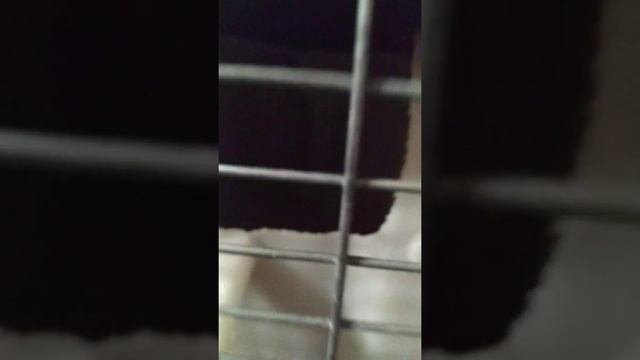 маленькая и любопытная #ШиншиллаМила