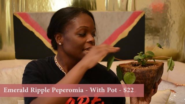 Fall Plant Haul + Monstera Adonsanii + Scindapsus Pictus Exotica +ZZ Plant смотреть онлайн