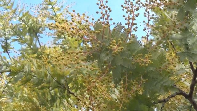 ミモザ（アカシア）2022/02/17現在　福岡開花状況Mimosa (Acacia) as of 2022/02/17 Fukuoka flowering situation смотреть онлайн