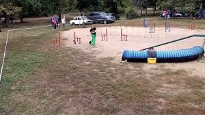 Черная Ольга и йоркширский терьер Изольда Аджилити Прогресс