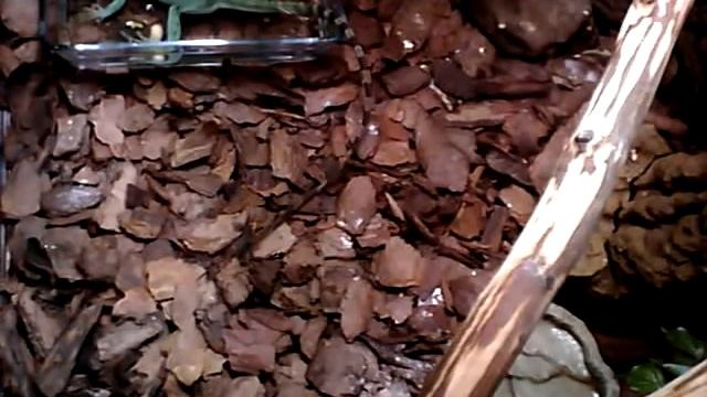 Василиса откладывает яйцо