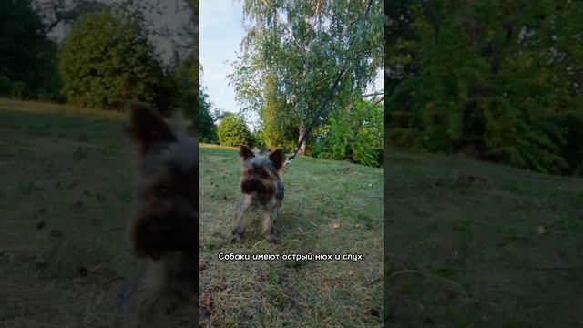 Всё о йорках за 60 секунд #йорк #йоркширскийтерьер #собаки смотреть онлайн