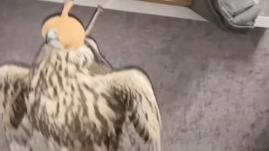 Очень злой Сокол Балобан! Так и хочет сделать скыдыщь!