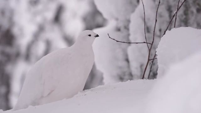 Moorschneehuhn, (Lagopus lagopus), willow grouse смотреть онлайн
