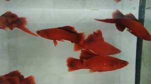 Меченосцы брокколи. Размножаются хорошо.