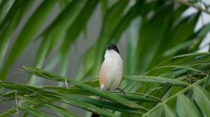 Лечебная расслабляющая музыка стресса, тревоги и депрессивных состояний 🌿 Заживание тела и души