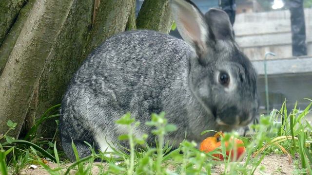 Звук кролика смотреть онлайн