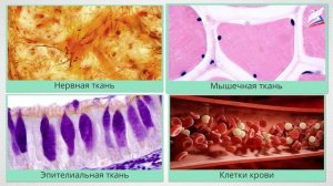 Организм – единое целое