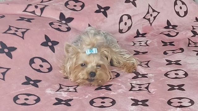 Лучший день для Мелоди👍💯°Собаки ТиVи° смотреть онлайн