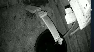 Rat hunting . Охота на крыс.