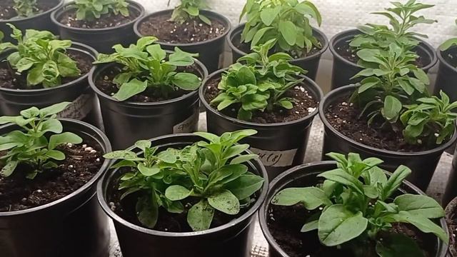 Мои малыши-петунята и остальные растения в январе. смотреть онлайн