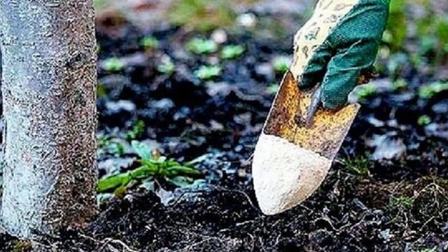 ВЕСЕННЯЯ ПОДКОРМКА ДЕРЕВЬЕВ || ПОДКОРМКА ВЕСНА || ВЕСЕННИЕ ПОДКОРМКИ В САДУ ПЛОДОВЫХ ДЕРЕВЬЕВ