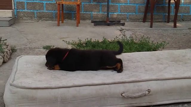 Босерон щенок