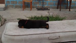 Босерон щенок