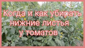 Когда и как убирать нижние листья на томатах.