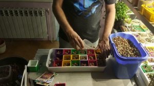 03. Гидропоника для зелени. Взошла руккола.