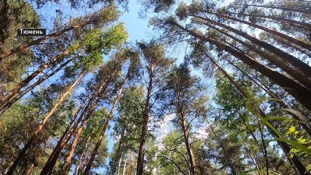 Сезон тихой охоты наступил в тюменских лесах