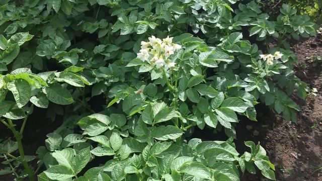 Как подготовить землю для рассады, кашпо и высоких грядок смотреть онлайн