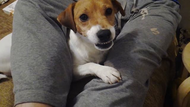 Вечерние рычалки смотреть онлайн