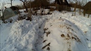 Как перезимовал картофель в -39 // Скоро! // Хранение картофеля в бурте