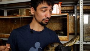 ЗРЕНИЕ ЗМЕИ / Как змея видит? / Последнее видео Арслана Валеева