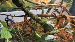 Научный зоопарк - Все как у зверей. г. Екатеринбург