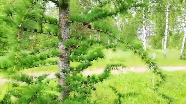 Леса России: Сибирь
