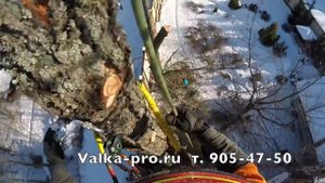 Спил деревьев частями. Арбористы Valka-pro.ru 905-47-50