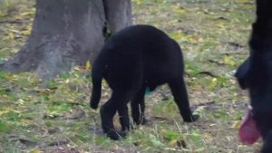 Локки и Сеймур. Чёрные Немецкие овчарки. Black German Shepherd Dogs.