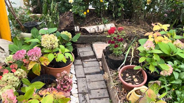 Когда лучше сажать осенью или весной кустарники деревья гортензии