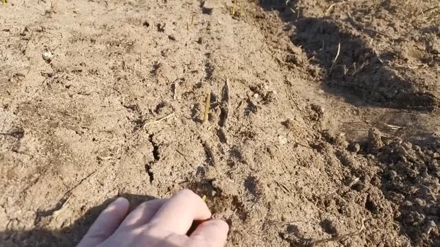 НОВЫЕ ПЕРСПЕКТИВЫ ЧЕСНОЧНОГО БИЗНЕСА