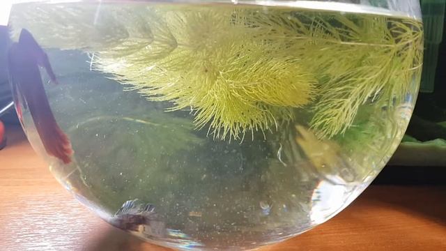 Нерест петушков 08.01.2019 смотреть онлайн