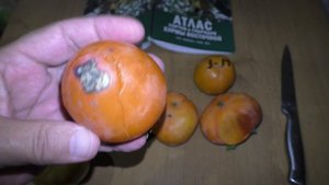 Хурма Джиро,Хиакуме,Зенджи Мару ,Хачия