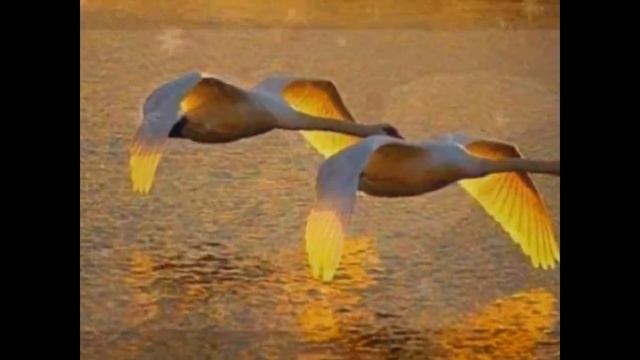 Гуси- лебеди-2018 смотреть онлайн