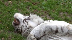 Бенгальский тигр Зао. 21.09.2022