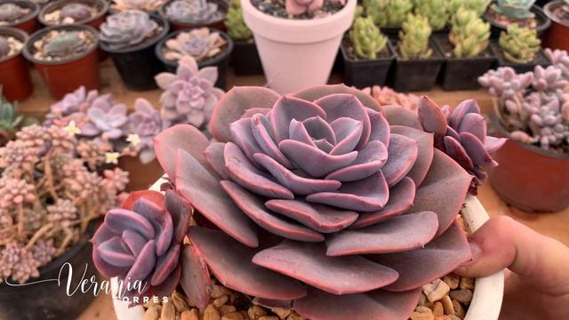 👩🏼🌾 Las 18 suculentas rosas que debes tener en tu colección смотреть онлайн