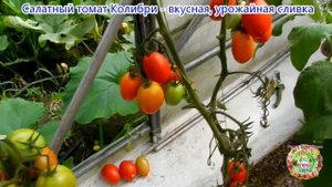 Салатный томат Колибри - вкусная, урожайная сливка
