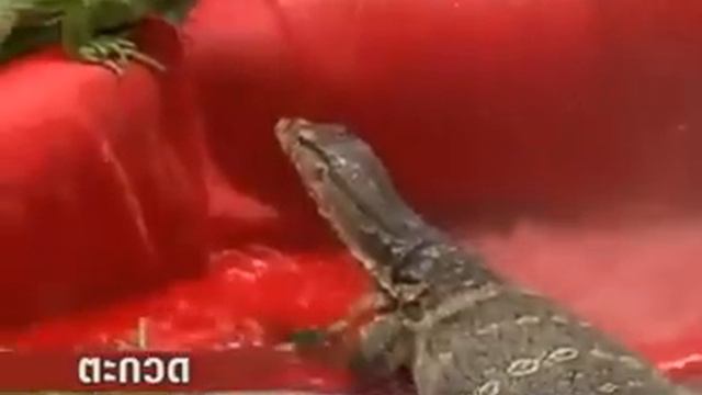 Так жалко её! смотреть онлайн