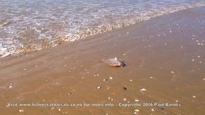 Kontiki Fishing Tokerau Beach Using Seahorse GPS Kontiki and ShoreThing Dropper Rig