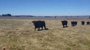 Коровы породистые, чистокровные. Порода Абердин Ангус. продажа