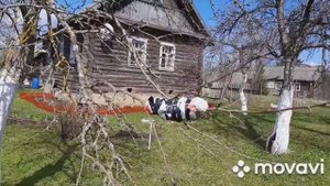 Воздушные отводки на яблоне.