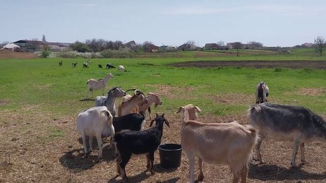 Камыш и соль для коз. смотреть онлайн