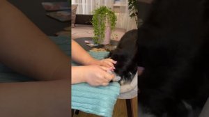 Первый раз чистим ушки щенку цвергшнауцера. #цвергшнауцер #Zwergschnauzer #dog #щенок#чисткаушек