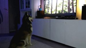 ХАСКИ СМОТРИТ ПИТ И ЕГО ДРАКОН