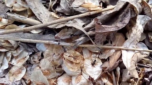 Вторая попытка поймать Vagus/ Secon attempt to catch Vagus 05.05.2021 смотреть онлайн