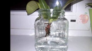 РЕАНИМАЦИЯ ОРХИДЕЙ БЕЗ КОРНЕЙ НАД ВОДОЙ. САМЫЙ ЛУЧШИЙ ПОДХОДЯЩИЙ СПОСОБ ДЛЯ КВАРТИРНЫХ УСЛОВИЙ 100%